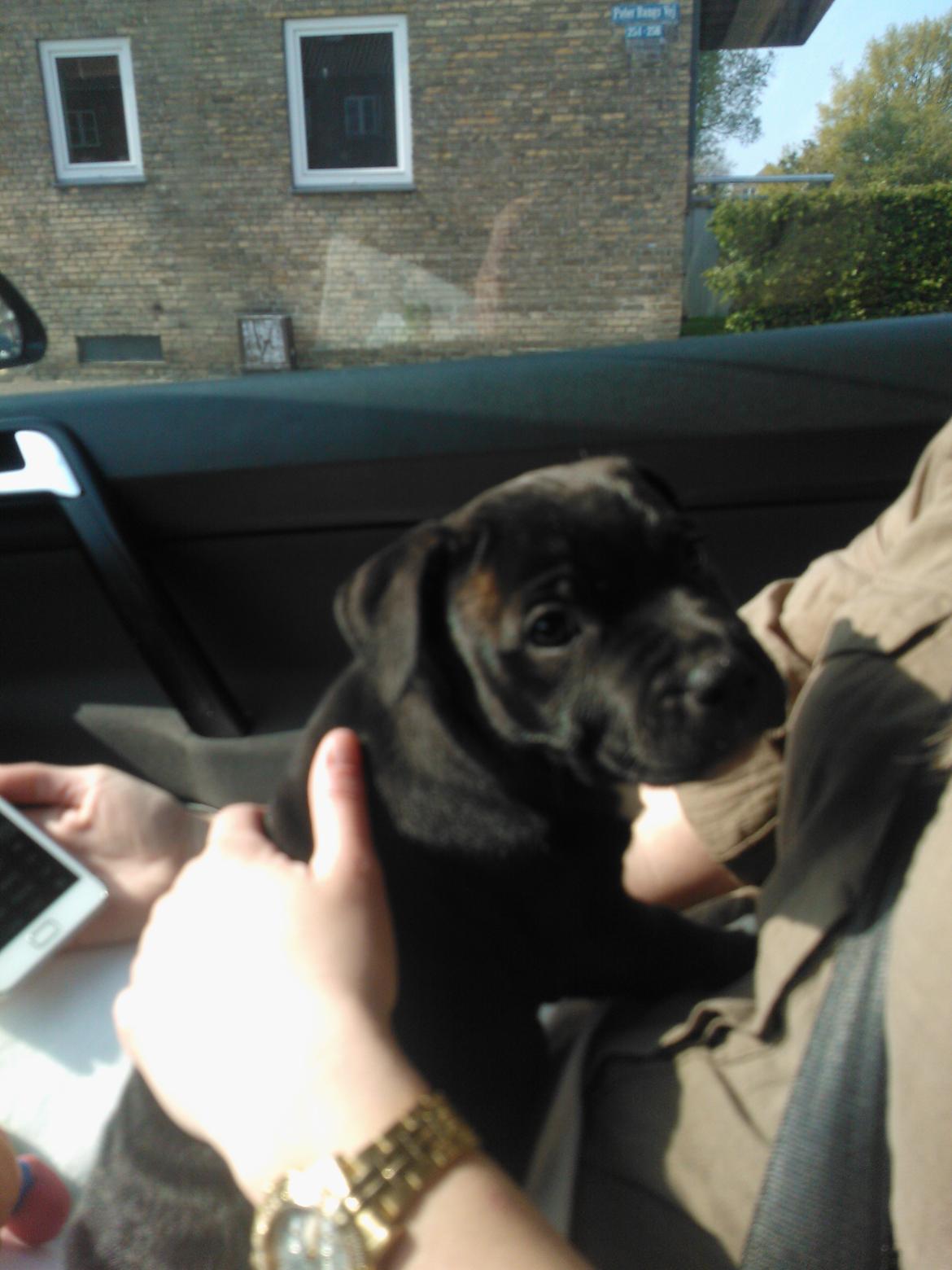 Staffordshire bull terrier micha billede 3