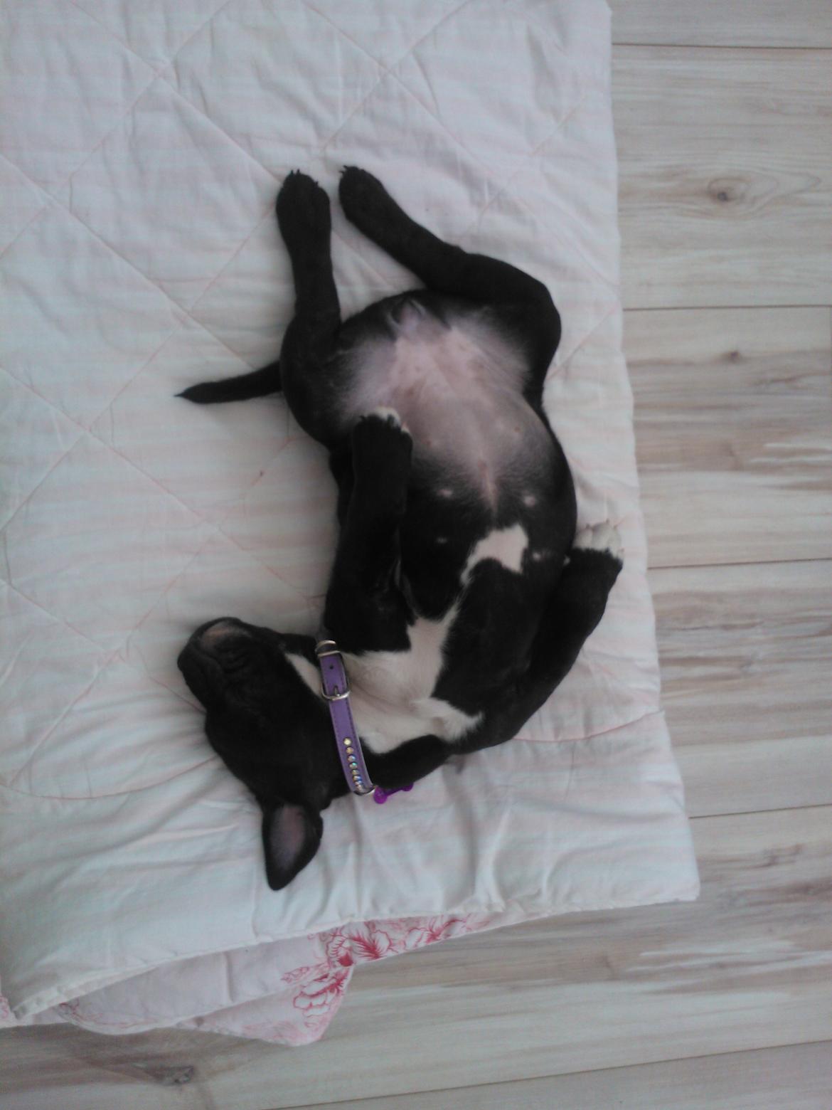 Staffordshire bull terrier micha billede 4