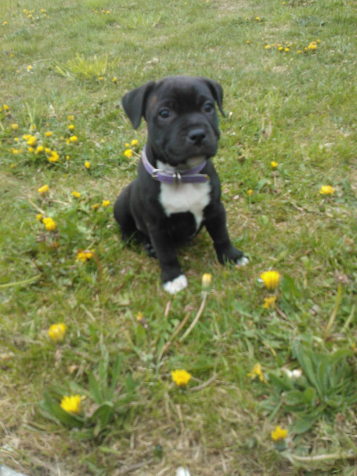 Staffordshire bull terrier micha billede 5