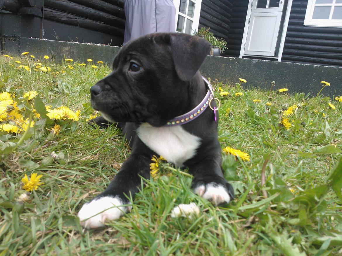 Staffordshire bull terrier micha billede 6