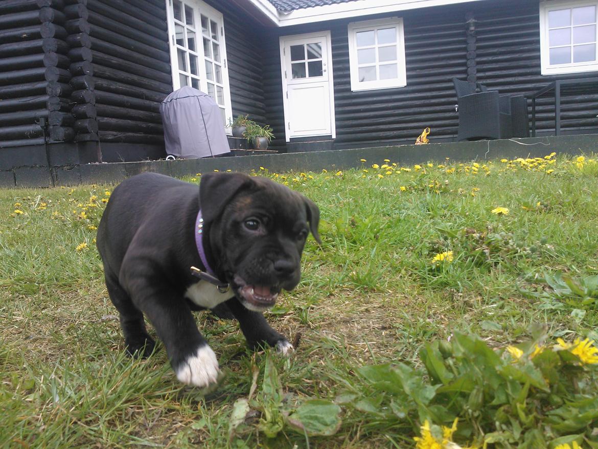 Staffordshire bull terrier micha billede 7