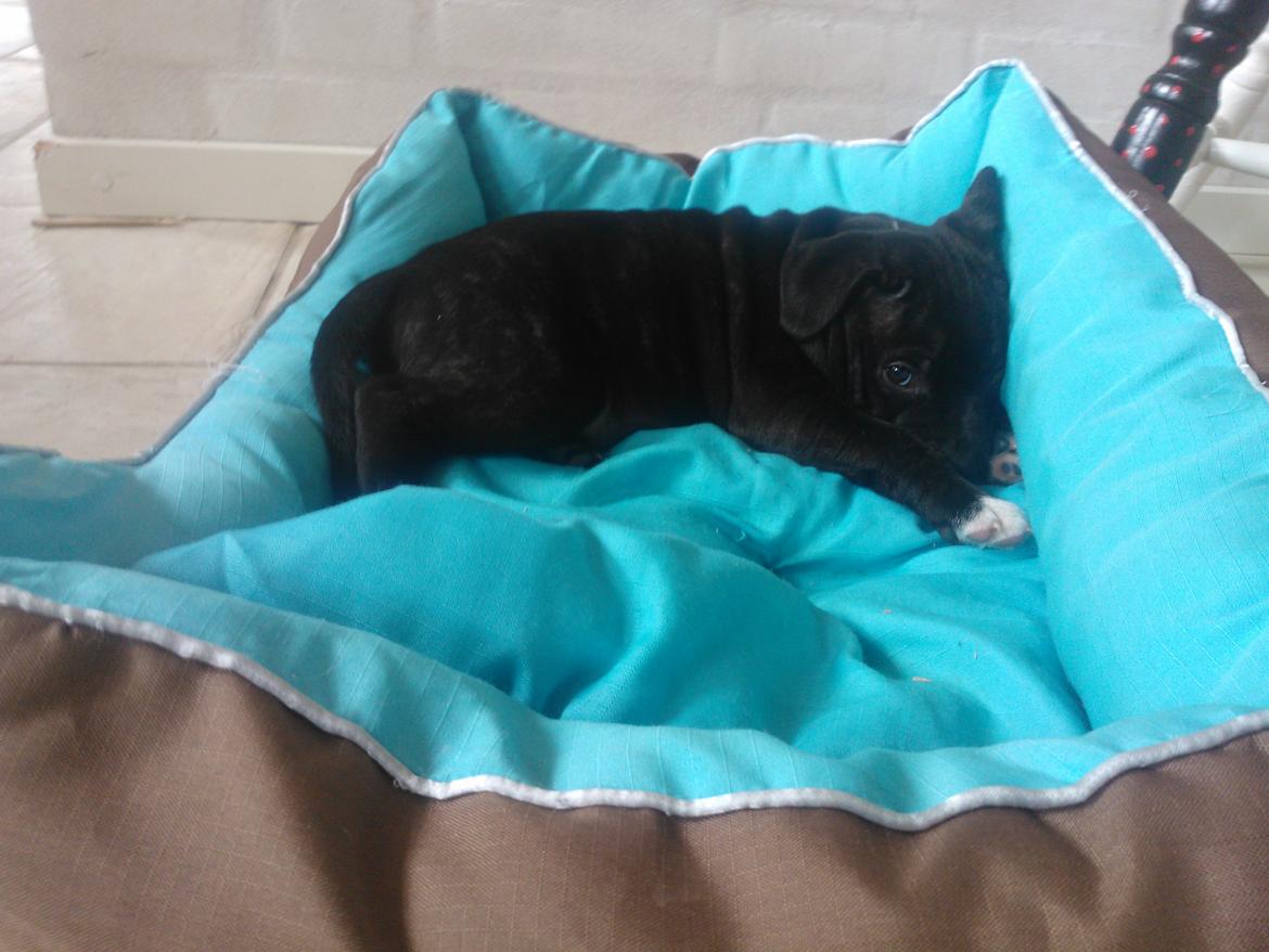 Staffordshire bull terrier micha billede 8