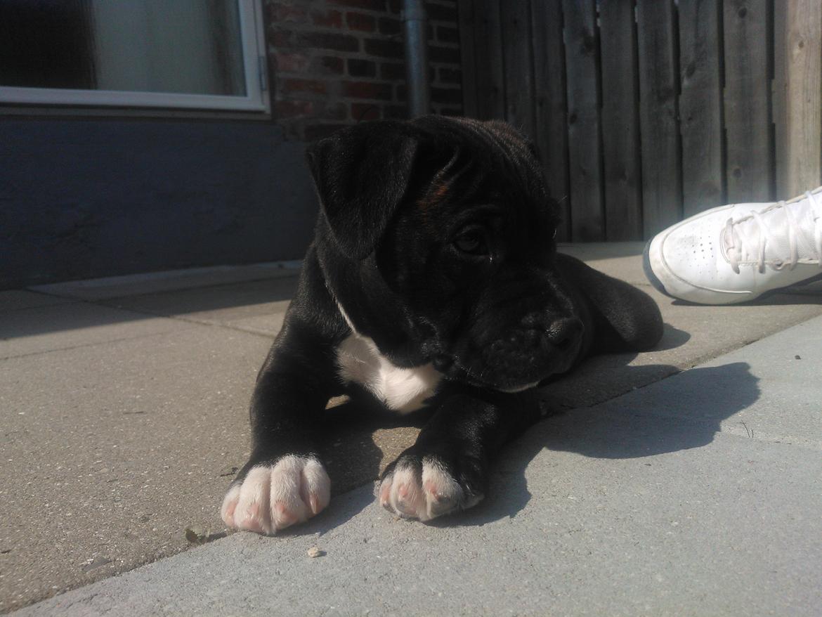 Staffordshire bull terrier micha billede 9