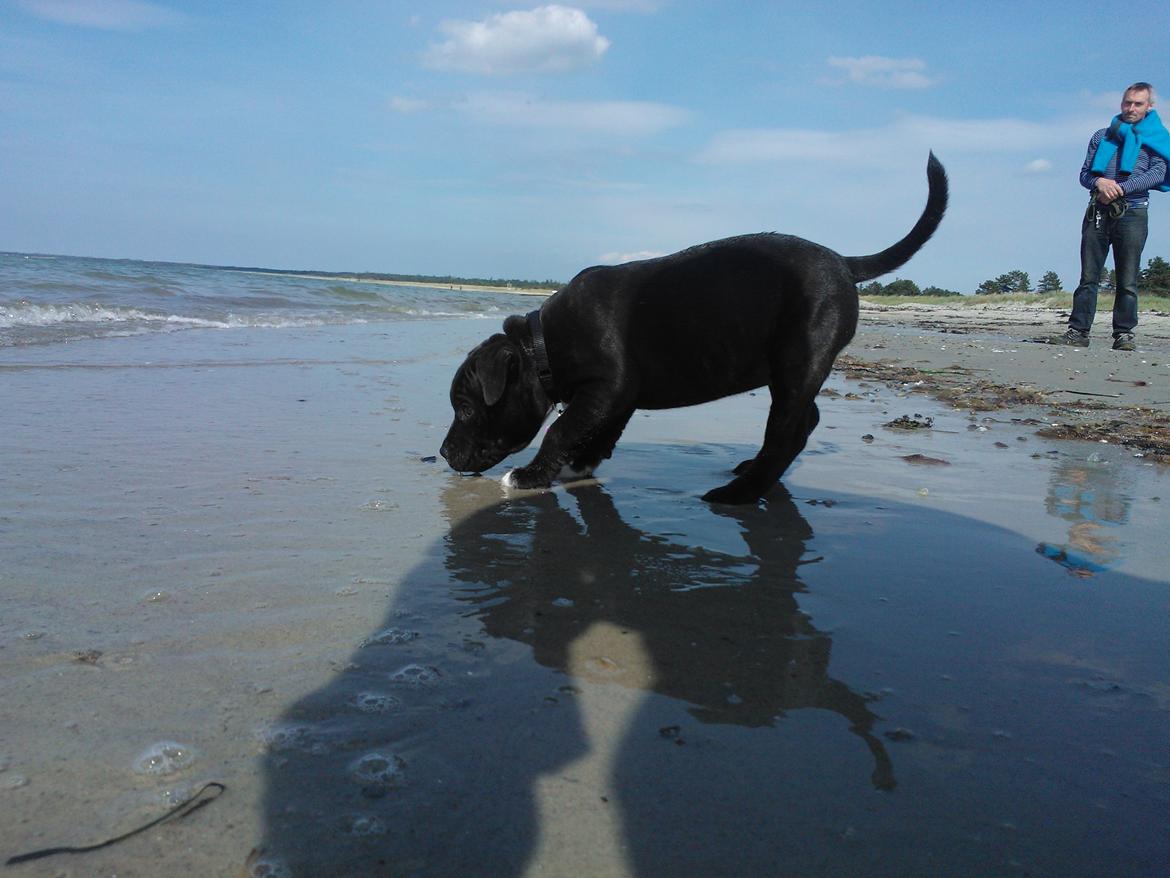 Staffordshire bull terrier micha billede 10