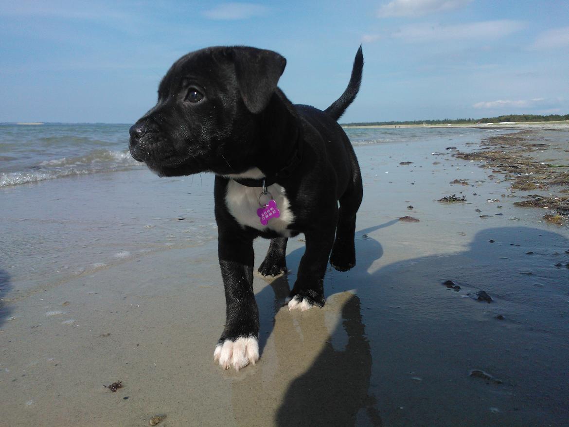 Staffordshire bull terrier micha billede 11