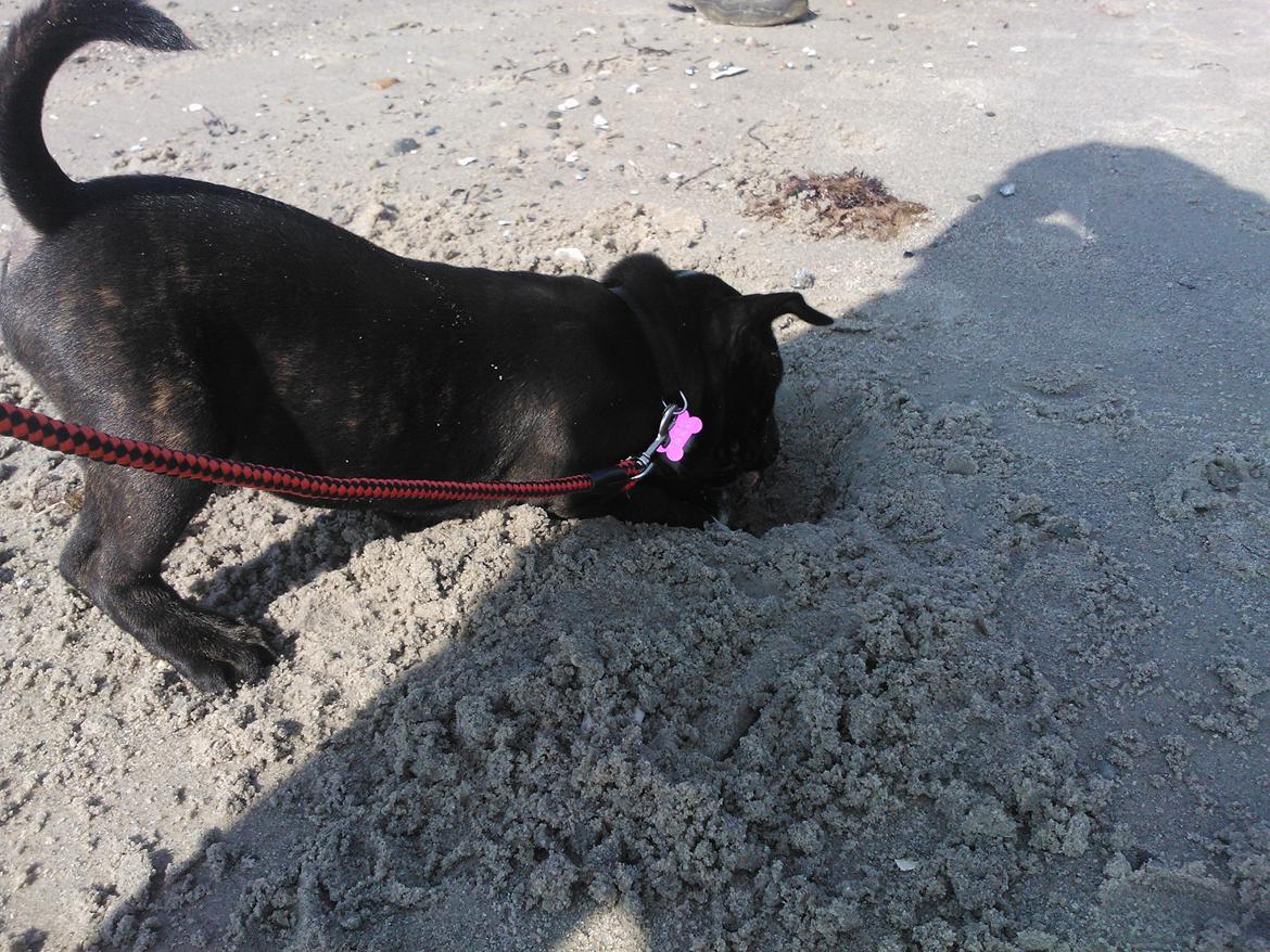 Staffordshire bull terrier micha billede 12