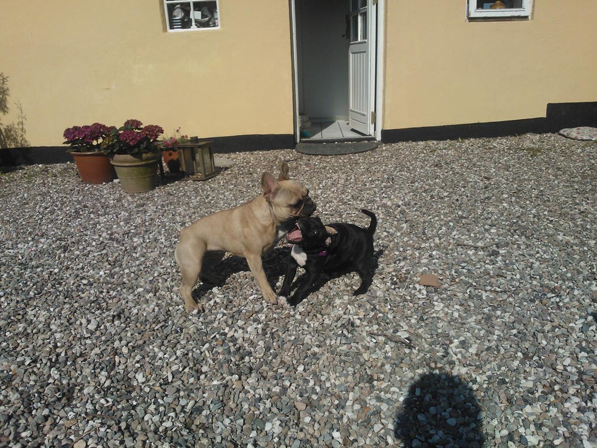 Staffordshire bull terrier micha billede 13