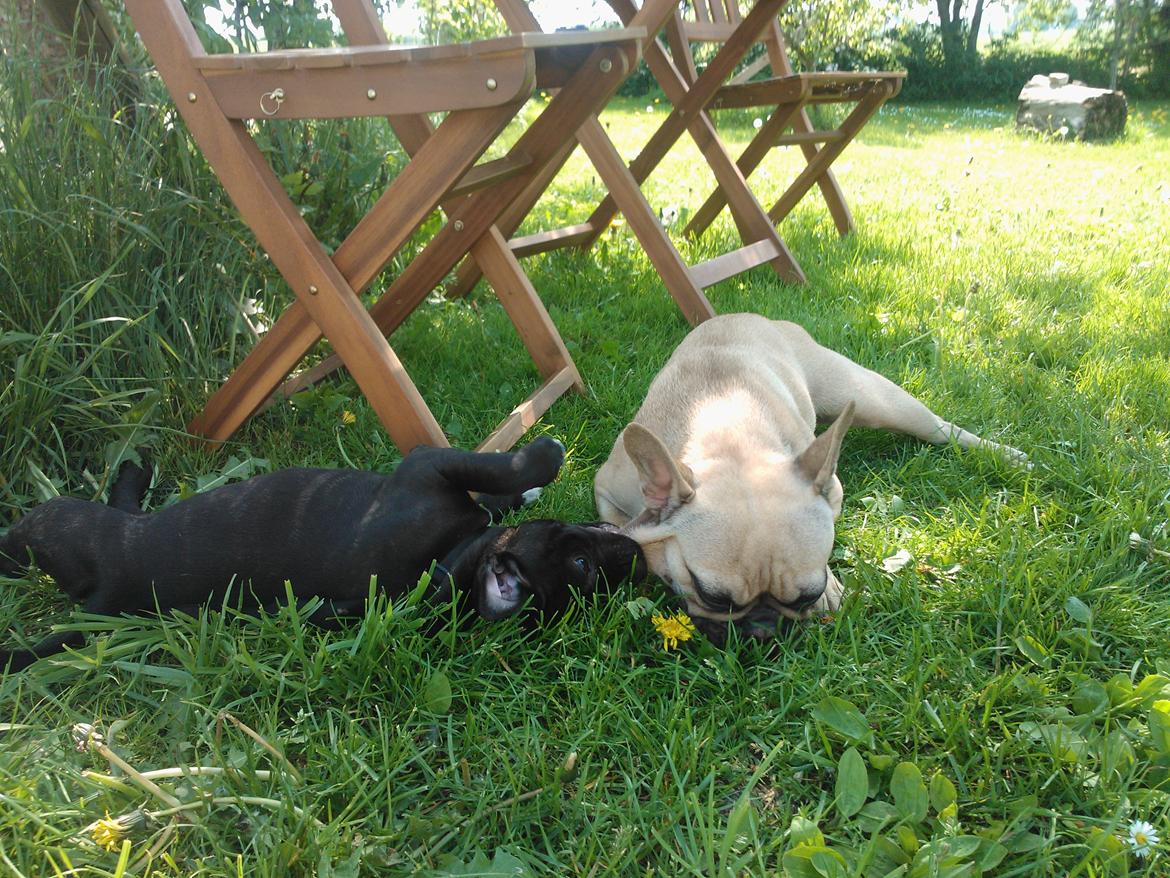 Staffordshire bull terrier micha billede 14