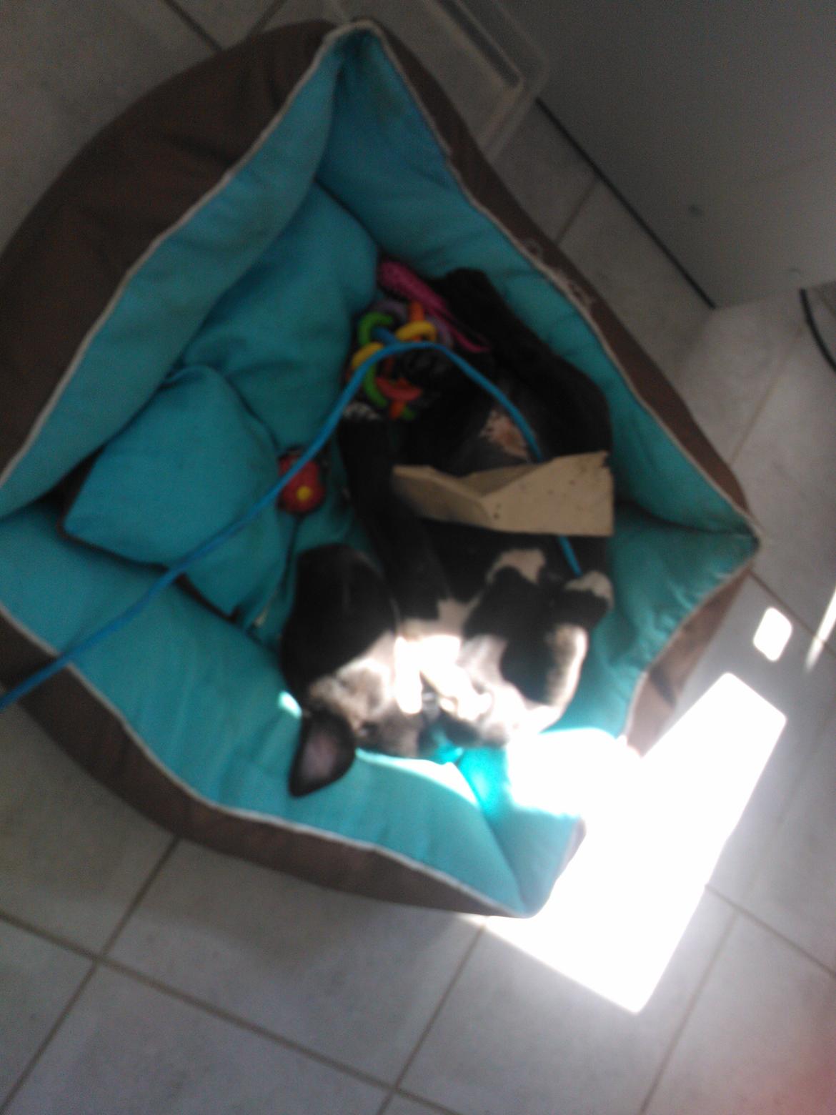 Staffordshire bull terrier micha billede 15