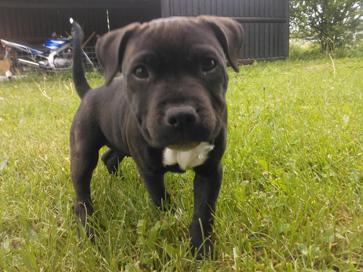 Staffordshire bull terrier micha billede 1