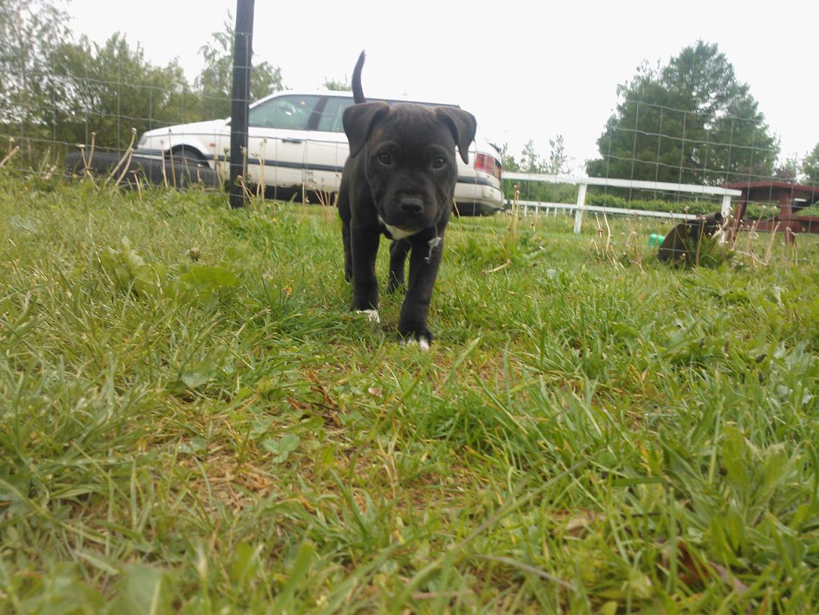 Staffordshire bull terrier micha billede 16