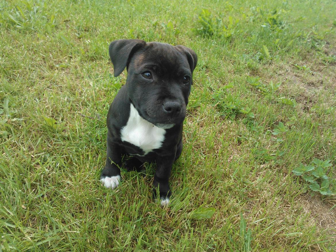 Staffordshire bull terrier micha billede 17