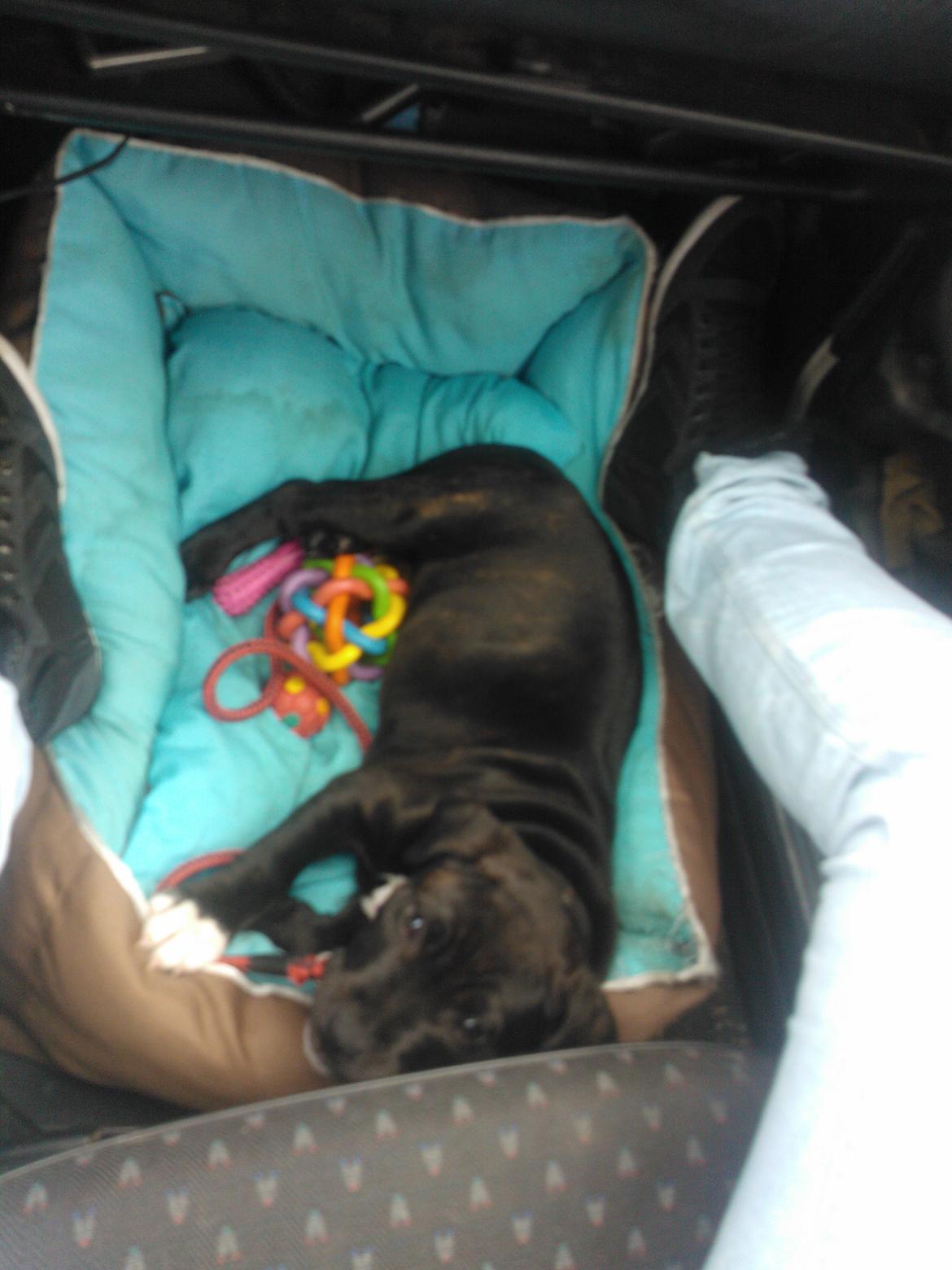 Staffordshire bull terrier micha billede 18