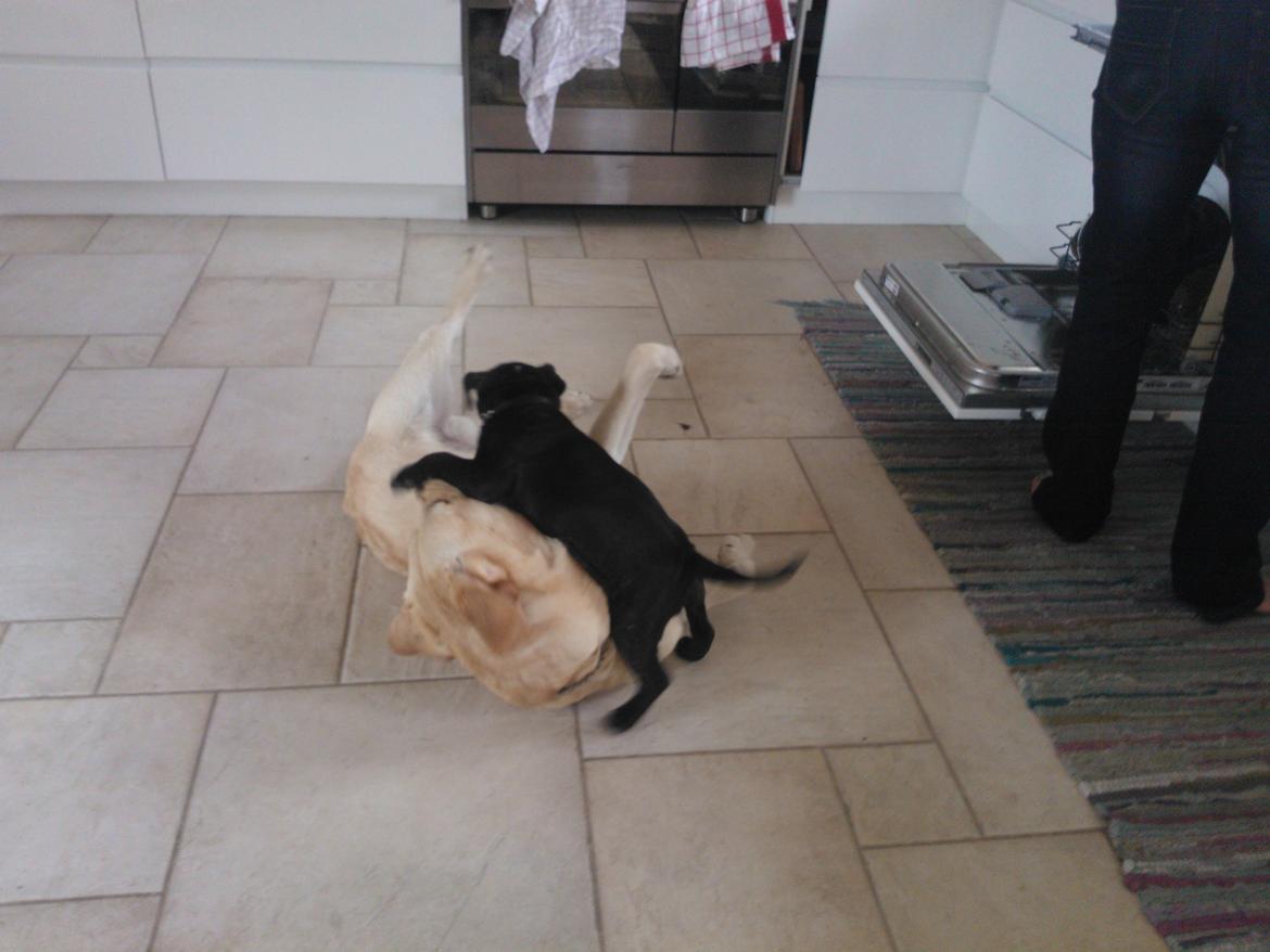 Staffordshire bull terrier micha billede 19