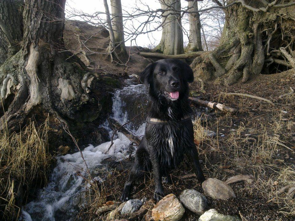 Blanding af racer Debbie billede 18