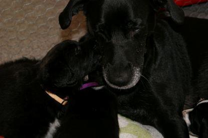 Blanding af racer Nala -  Mor Nala får en musser af Debbie <3 billede 11