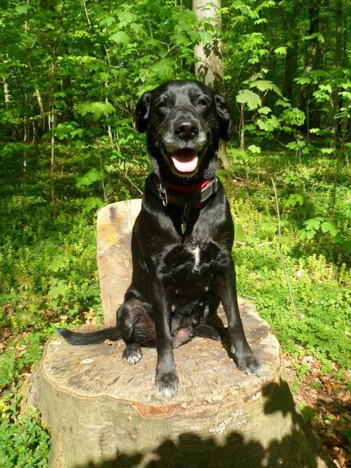 Blanding af racer Nala billede 20