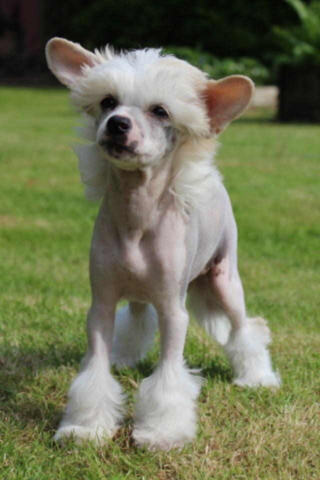 Chinese crested hårløs *GARBO* billede 14