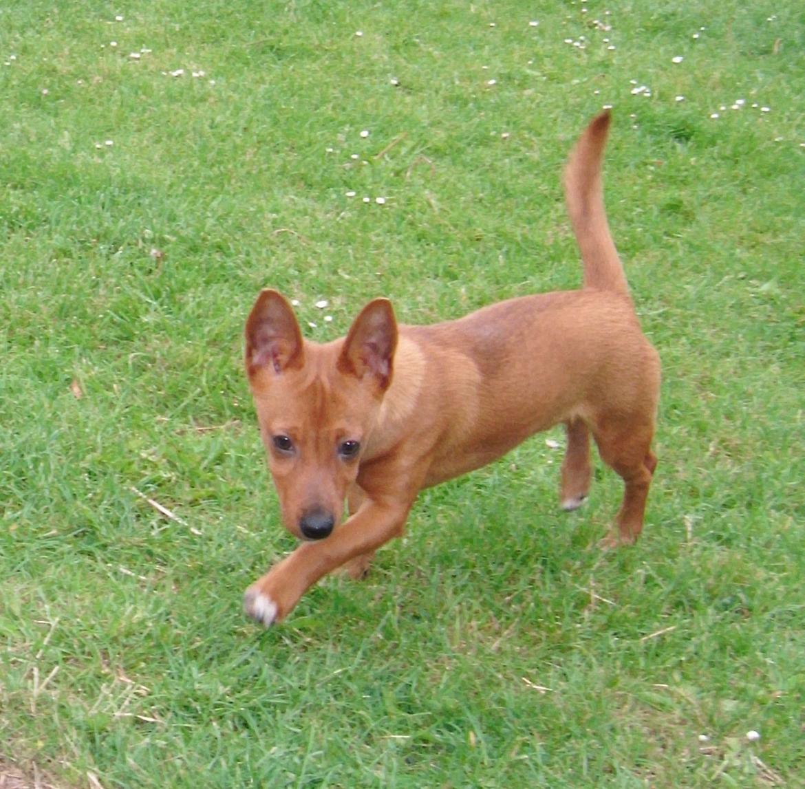 Podengo portugues pequeno Godfried's Caramel Chew Chew - Der skal allerhelst ske en heeeeel masse.... billede 14