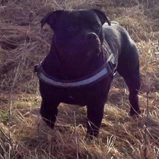 Staffordshire bull terrier Marley billede 15