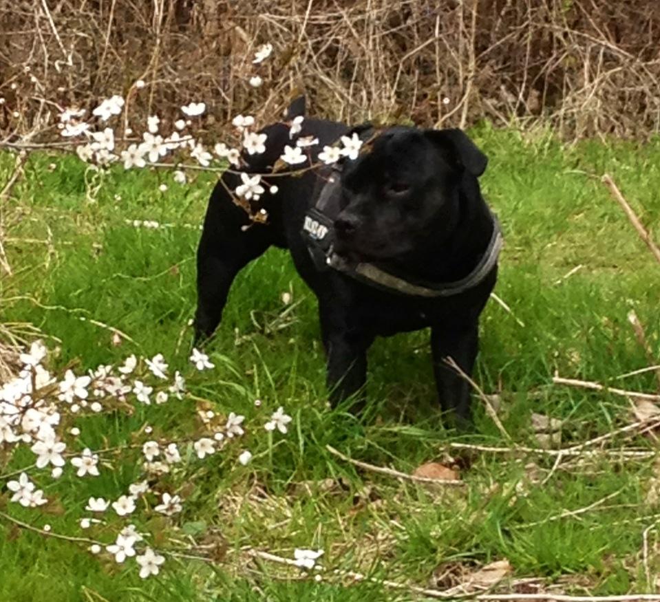 Staffordshire bull terrier Marley billede 19