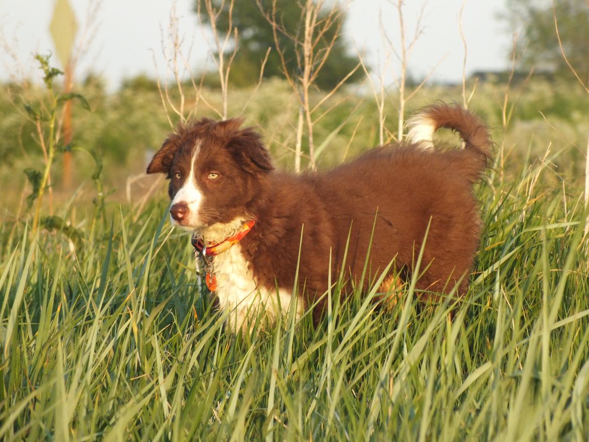 Border collie Quince Tree Ashlyn billede 2