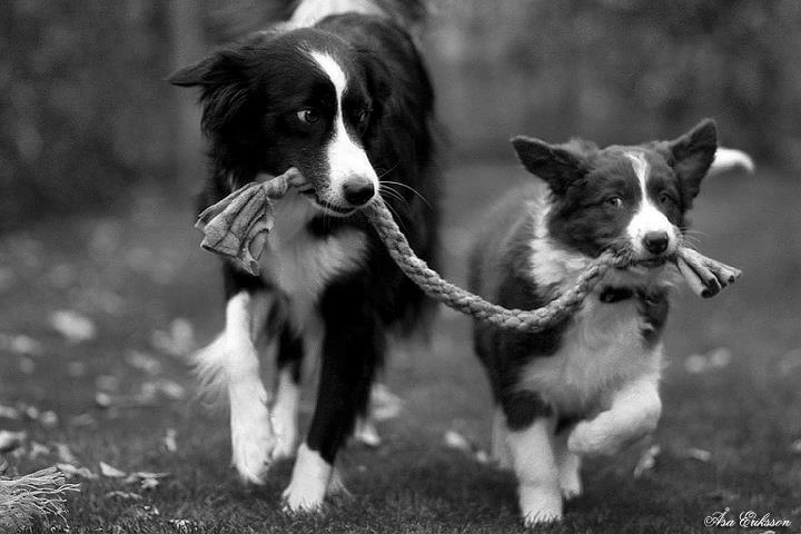 Border collie Quince Tree Ashlyn billede 3