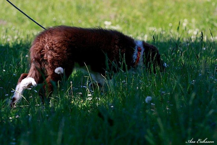 Border collie Quince Tree Ashlyn billede 4