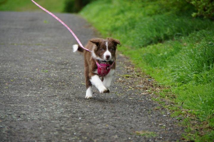 Border collie Quince Tree Ashlyn billede 5