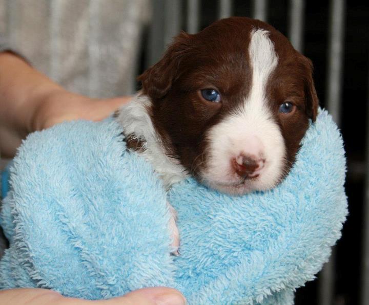 Border collie Quince Tree Ashlyn billede 6