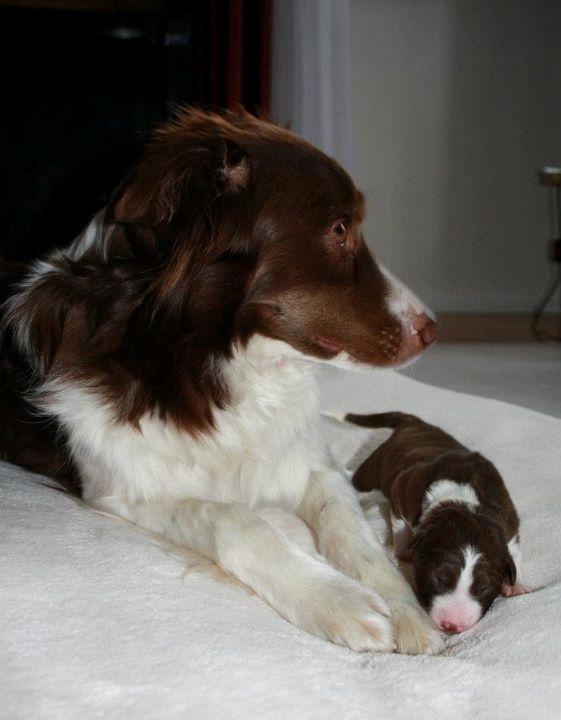 Border collie Quince Tree Ashlyn billede 7