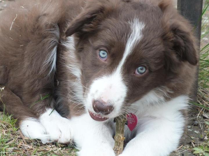 Border collie Quince Tree Ashlyn billede 8