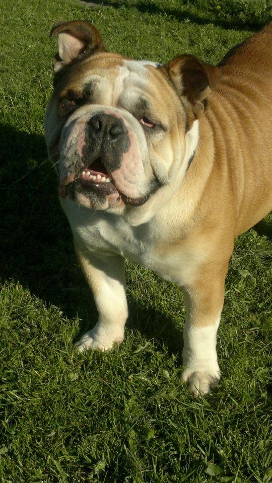 Engelsk bulldog Amigo billede 5