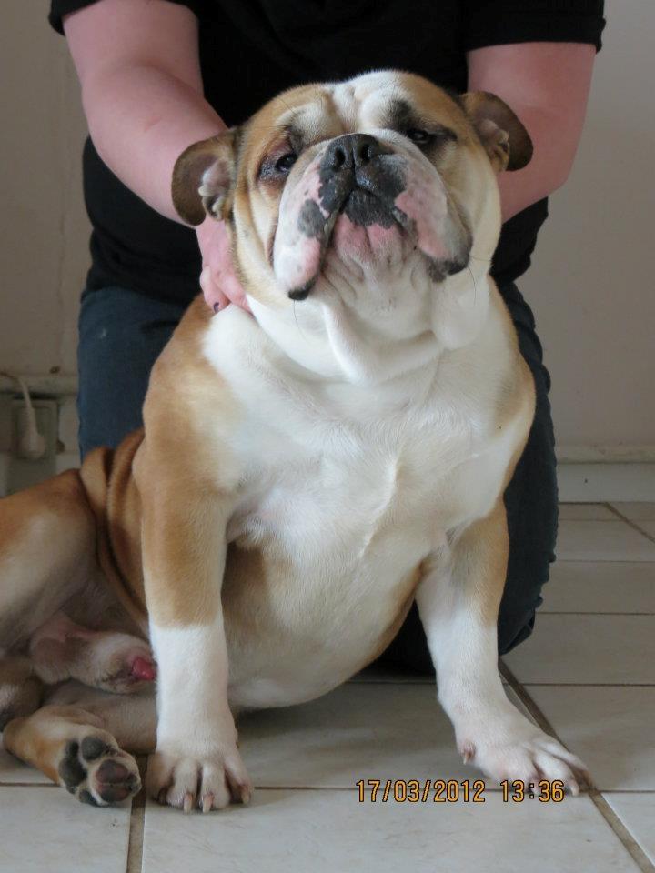 Engelsk bulldog Amigo billede 6