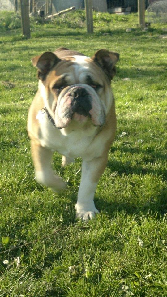 Engelsk bulldog Amigo billede 7