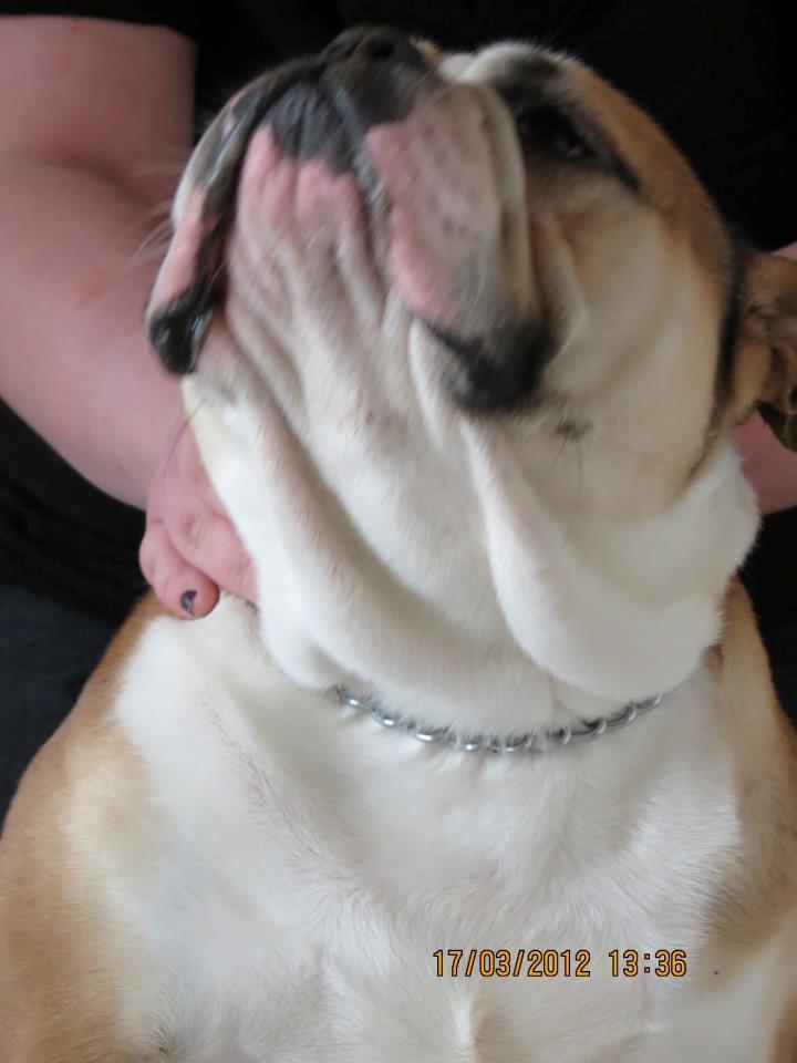 Engelsk bulldog Amigo billede 8