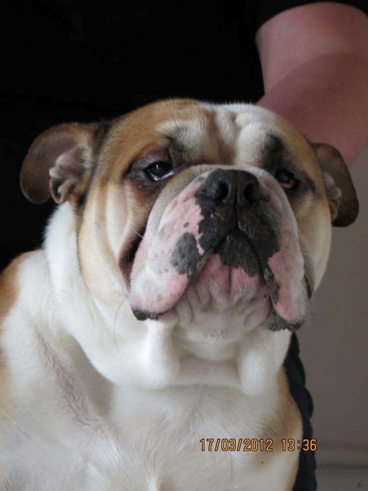Engelsk bulldog Amigo billede 9