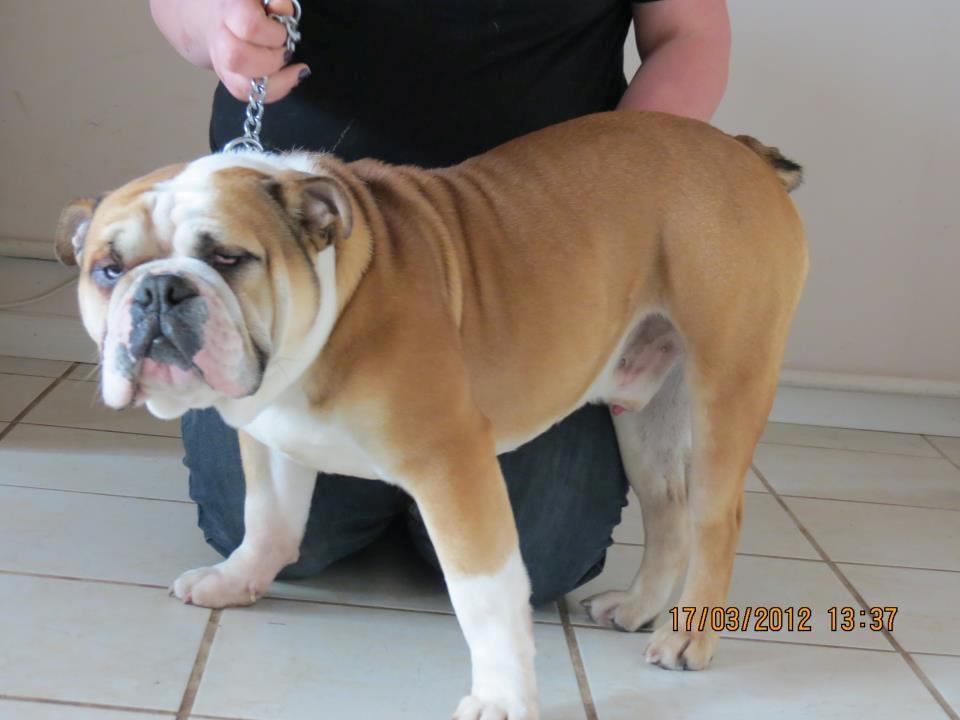 Engelsk bulldog Amigo billede 10