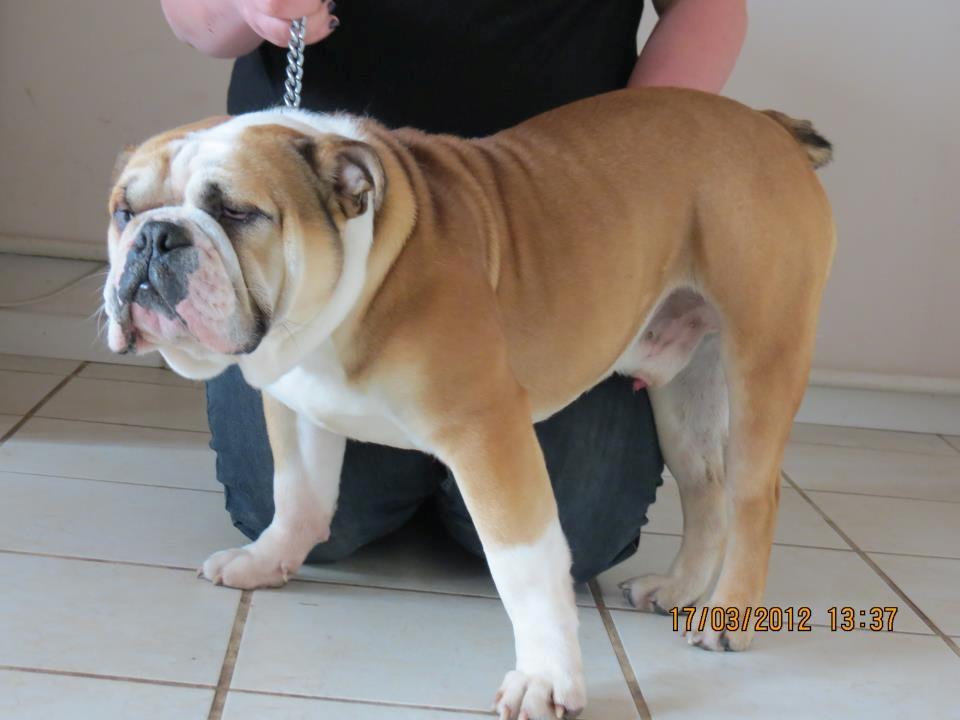 Engelsk bulldog Amigo billede 11