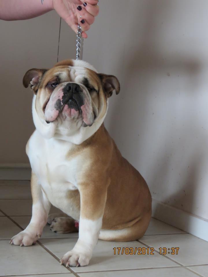Engelsk bulldog Amigo billede 12