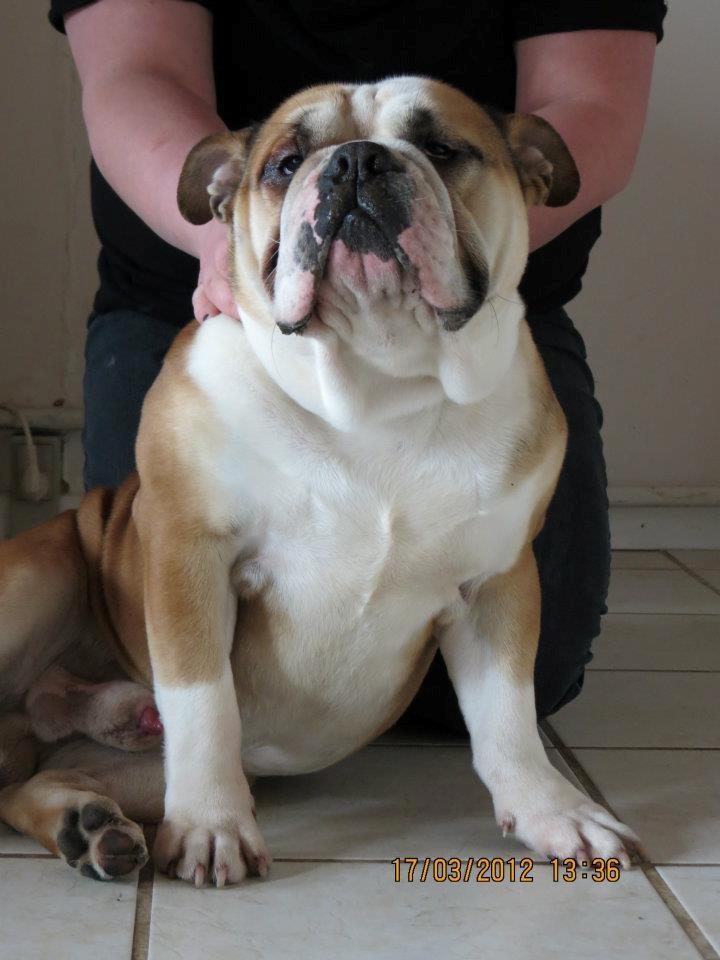 Engelsk bulldog Amigo billede 13