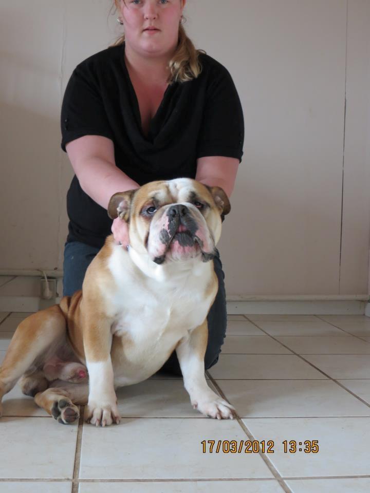 Engelsk bulldog Amigo billede 14