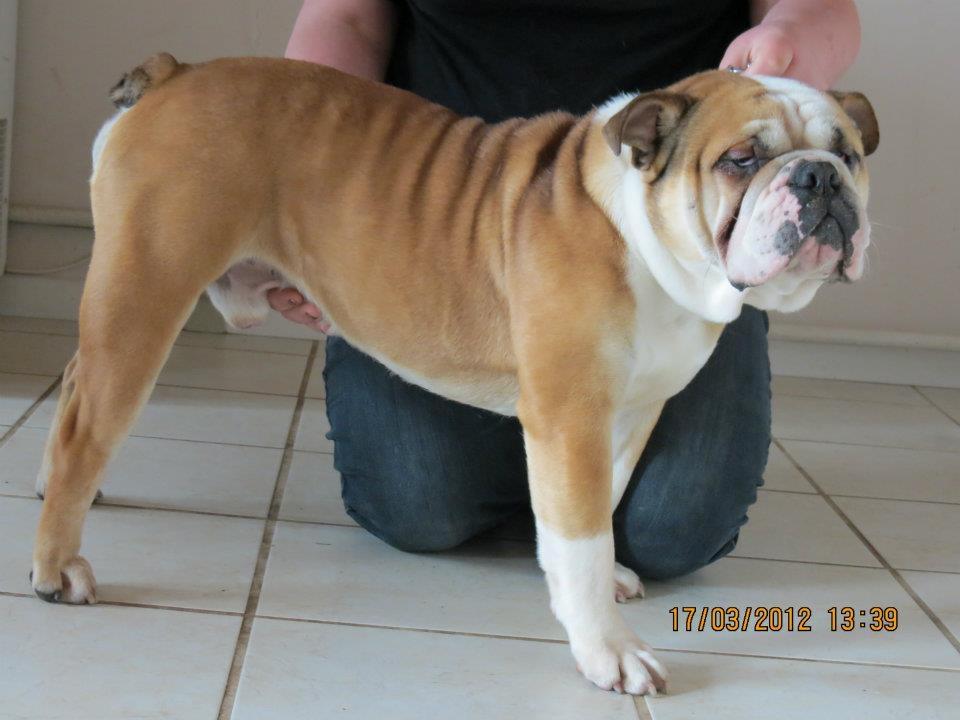 Engelsk bulldog Amigo billede 16