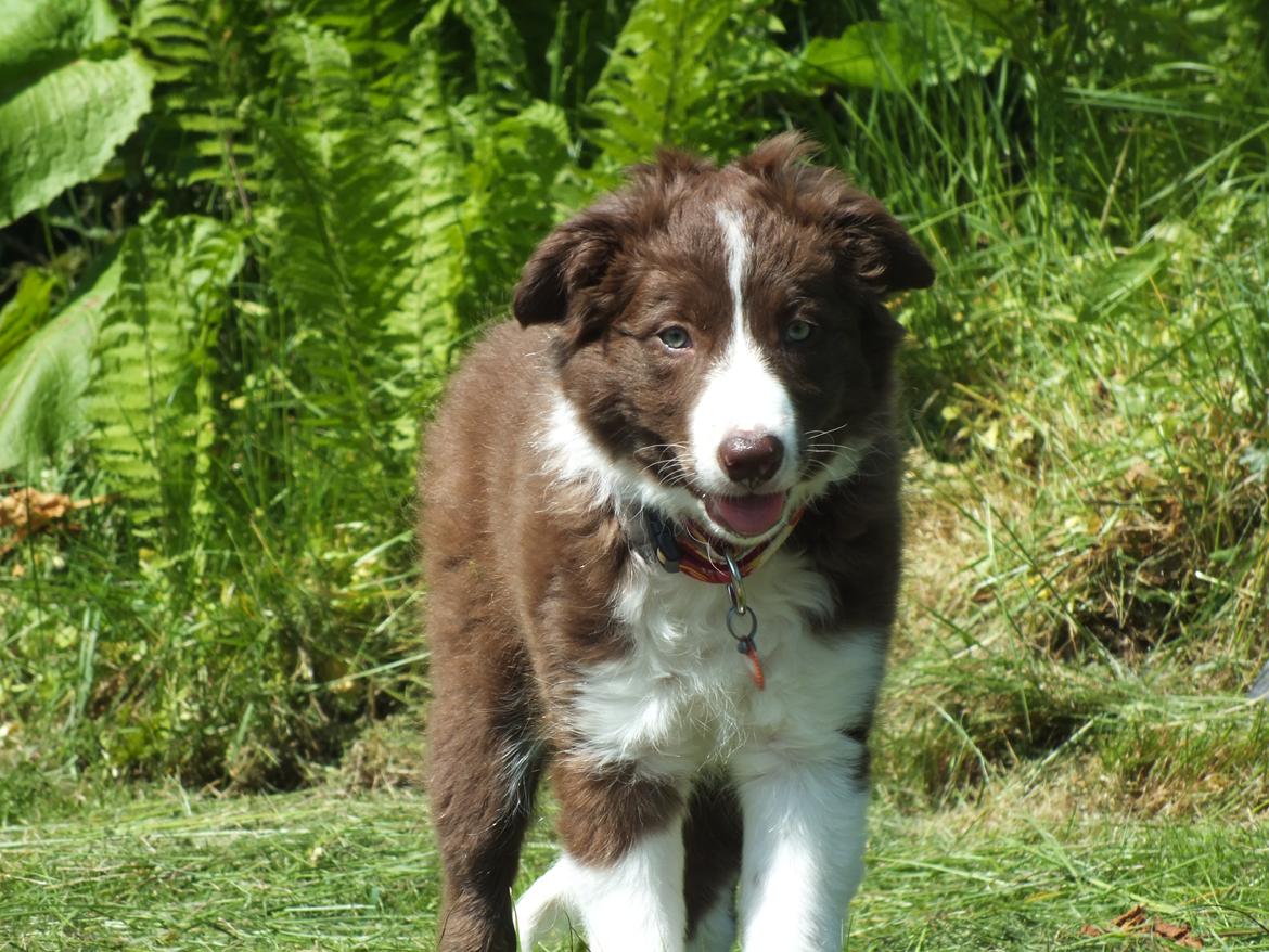 Border collie Quince Tree Ashlyn billede 9