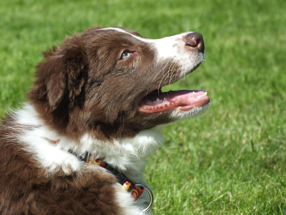 Border collie Quince Tree Ashlyn billede 10