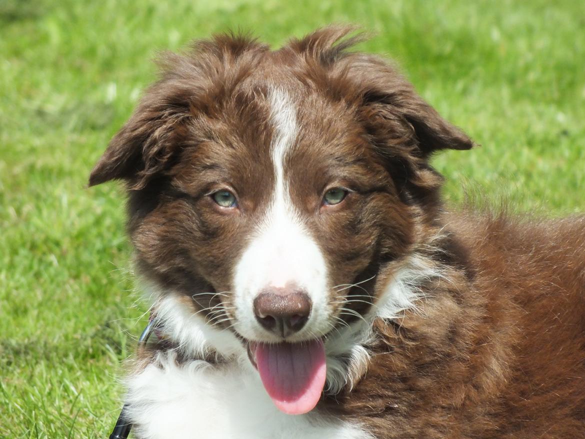 Border collie Quince Tree Ashlyn billede 1