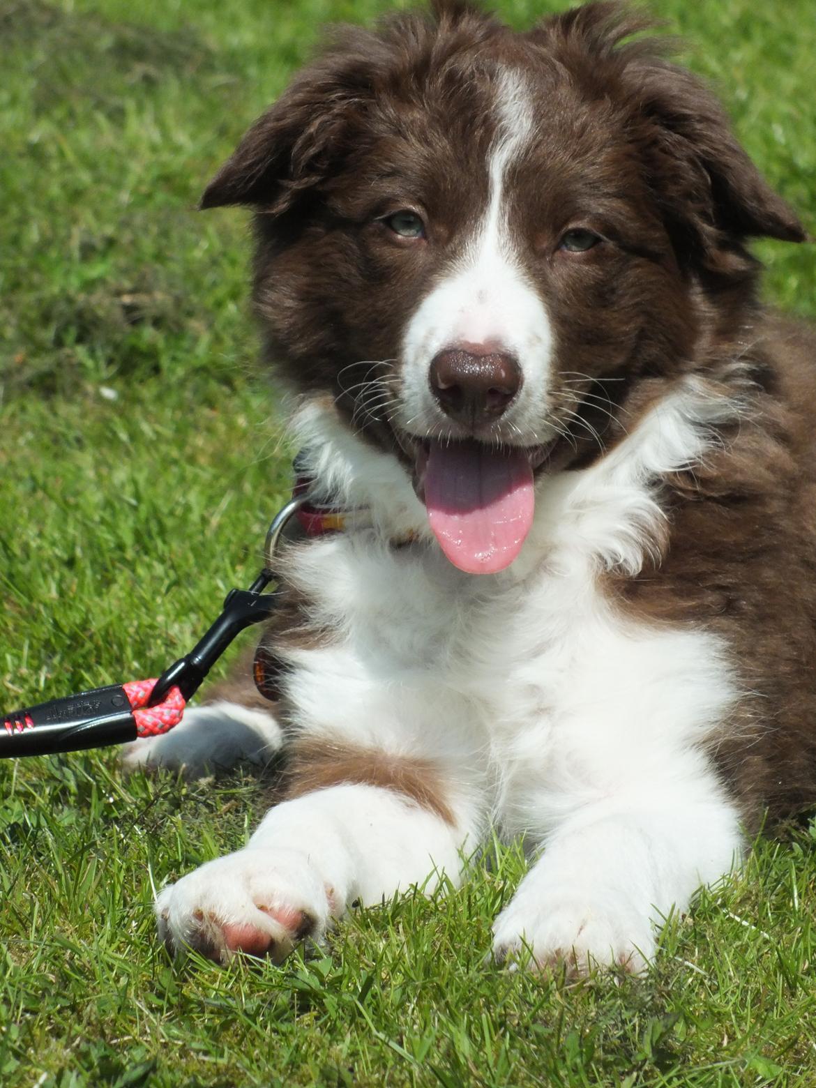 Border collie Quince Tree Ashlyn billede 11