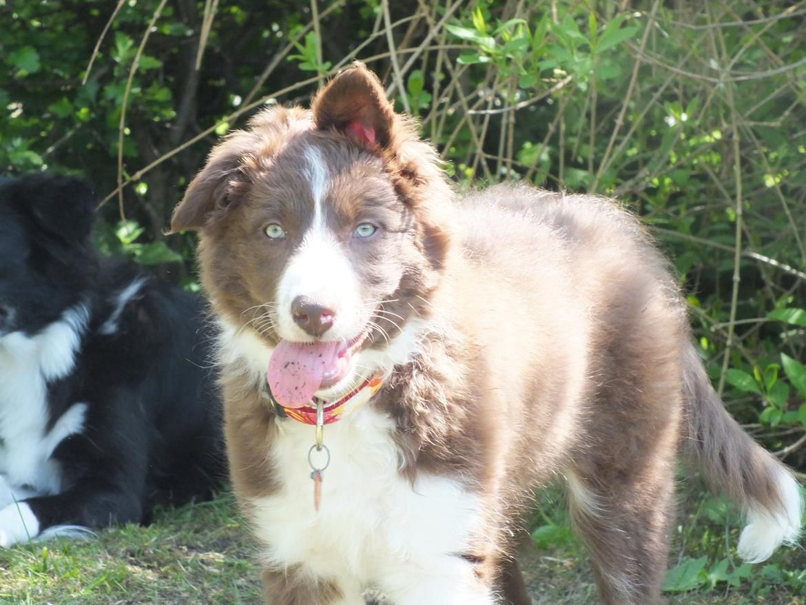 Border collie Quince Tree Ashlyn billede 12