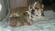 Engelsk bulldog Molly billede 11