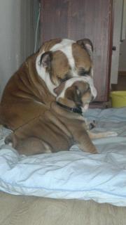 Engelsk bulldog Molly billede 12